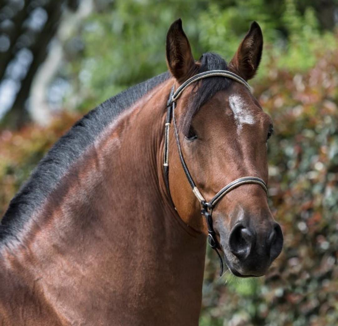 caballo