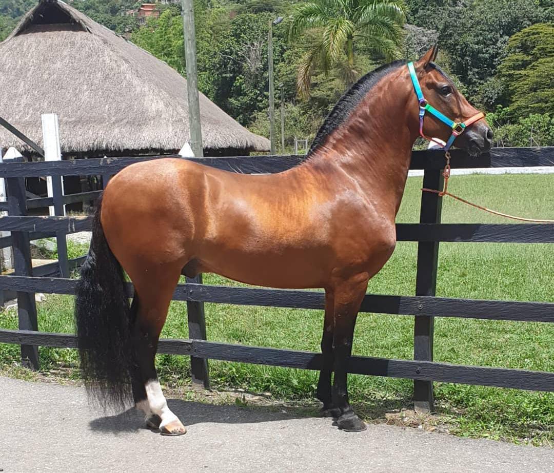 caballo2